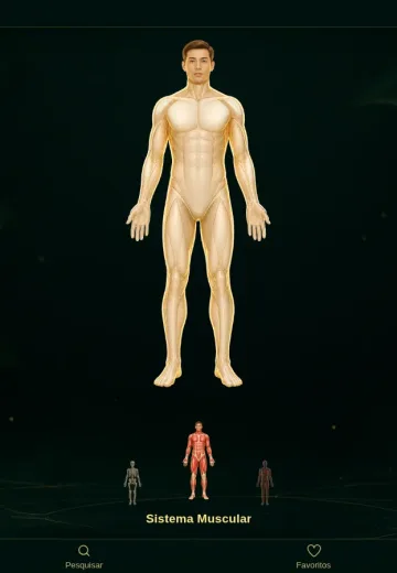 Mapa corporal 3D masculino com Sistema Muscular ativo